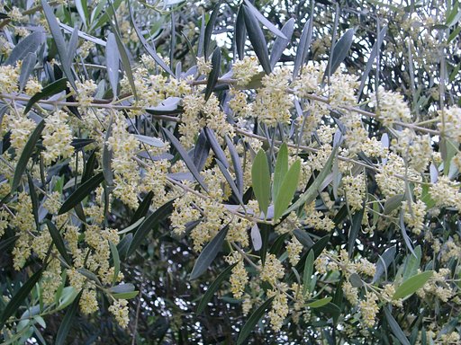 オリーブの花が満開