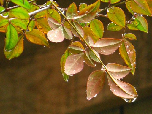 雨-その2