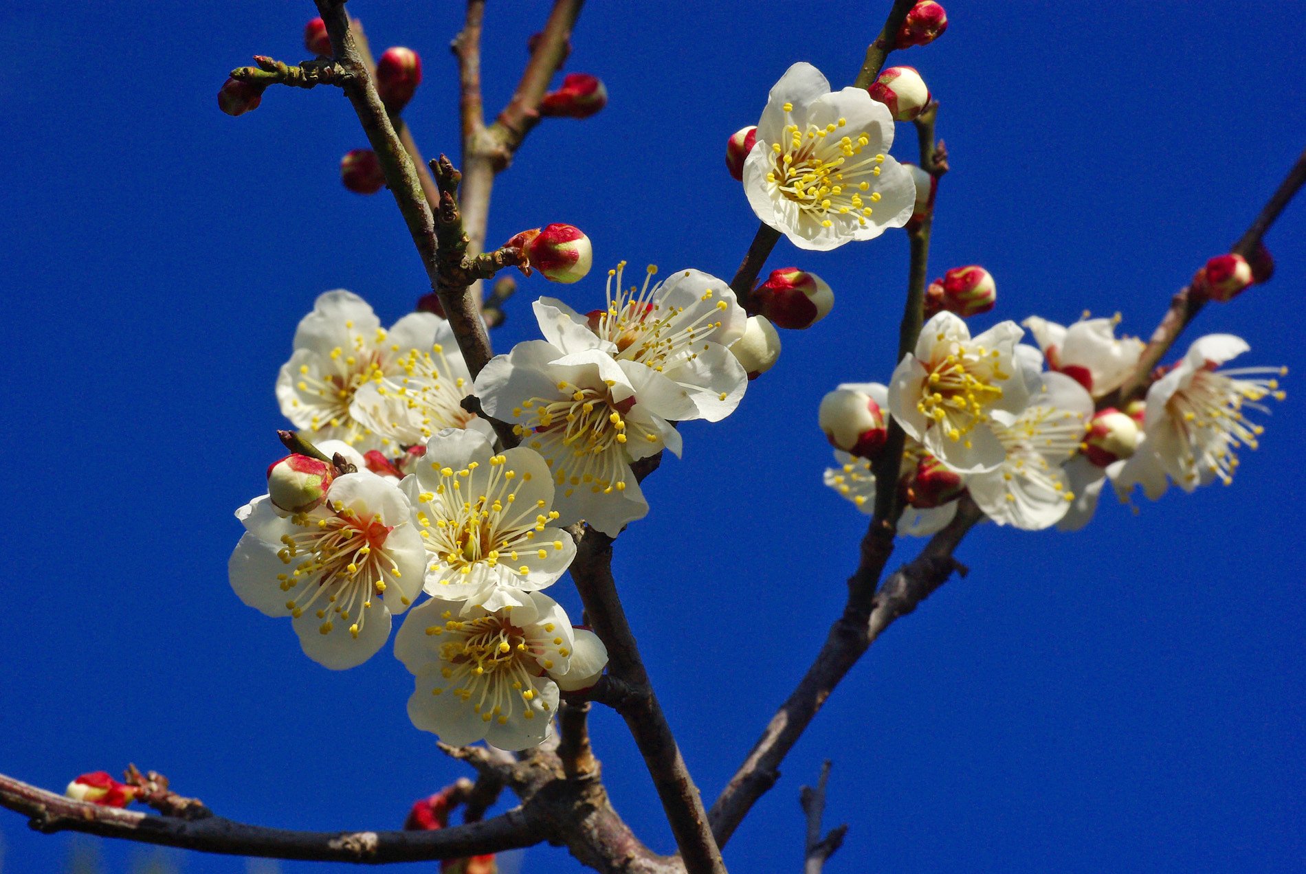 梅の花②