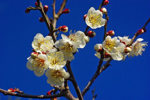 梅の花②