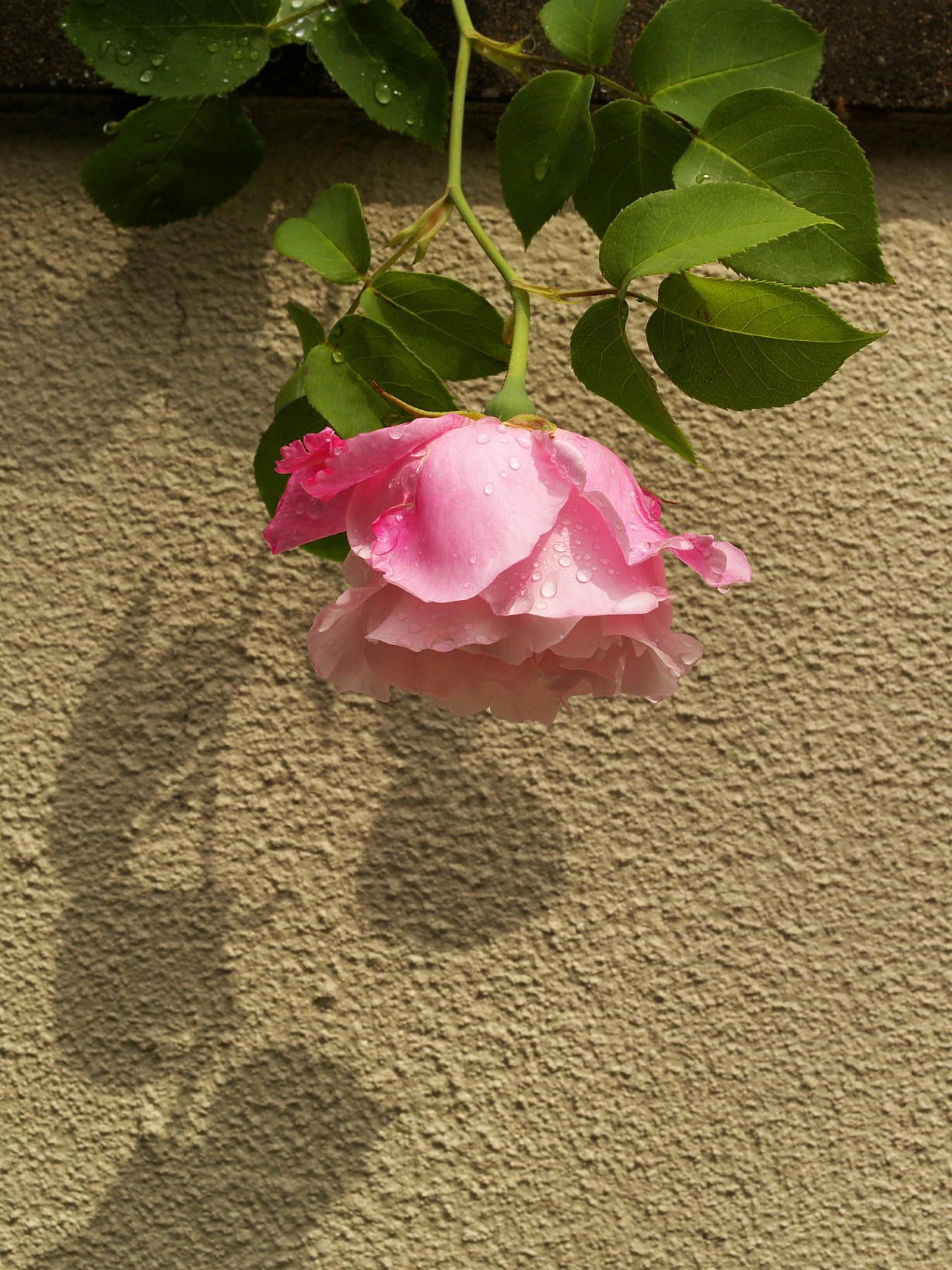 薔薇だとは思いますがやはり名前はわかりません