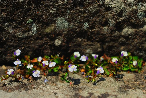 像の花咲く小さなお花畑