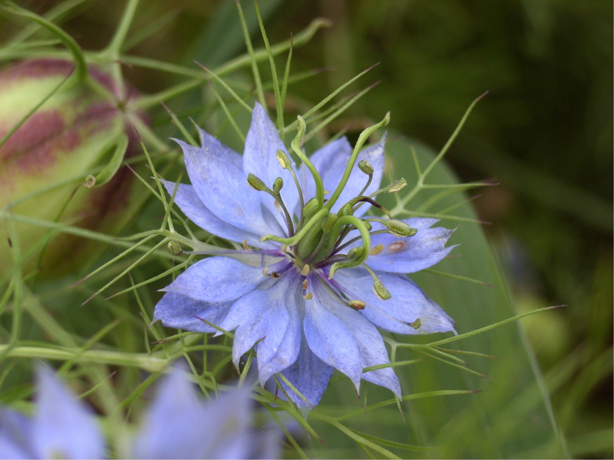 ニゲラの花