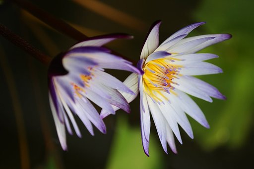続・・睡蓮花
