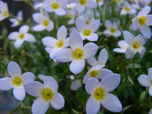 【ザ・ワールド】 これから・・花の世界が始まります