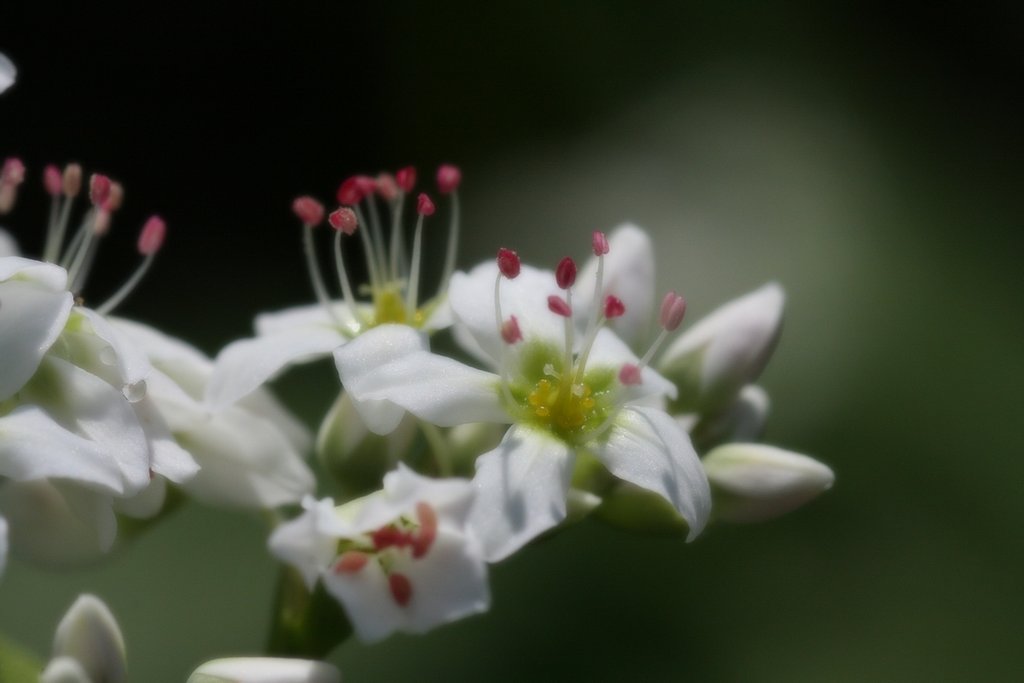 そばの花