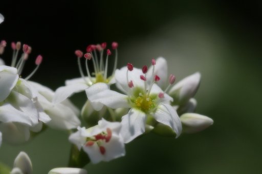 そばの花
