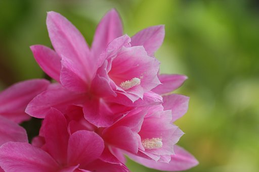 ピンクのクジャクサボテン