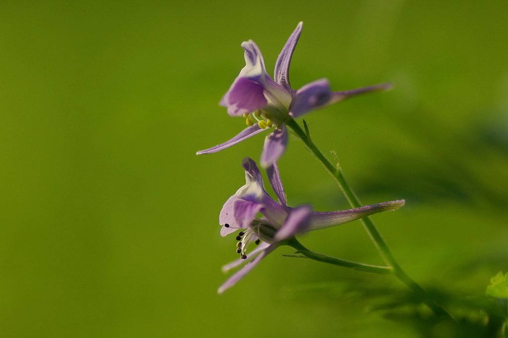 セリバヒエンソウ（芹葉飛燕草）