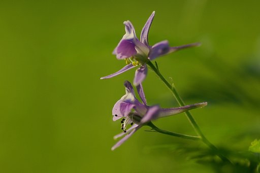 セリバヒエンソウ（芹葉飛燕草）