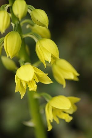 蘭の花