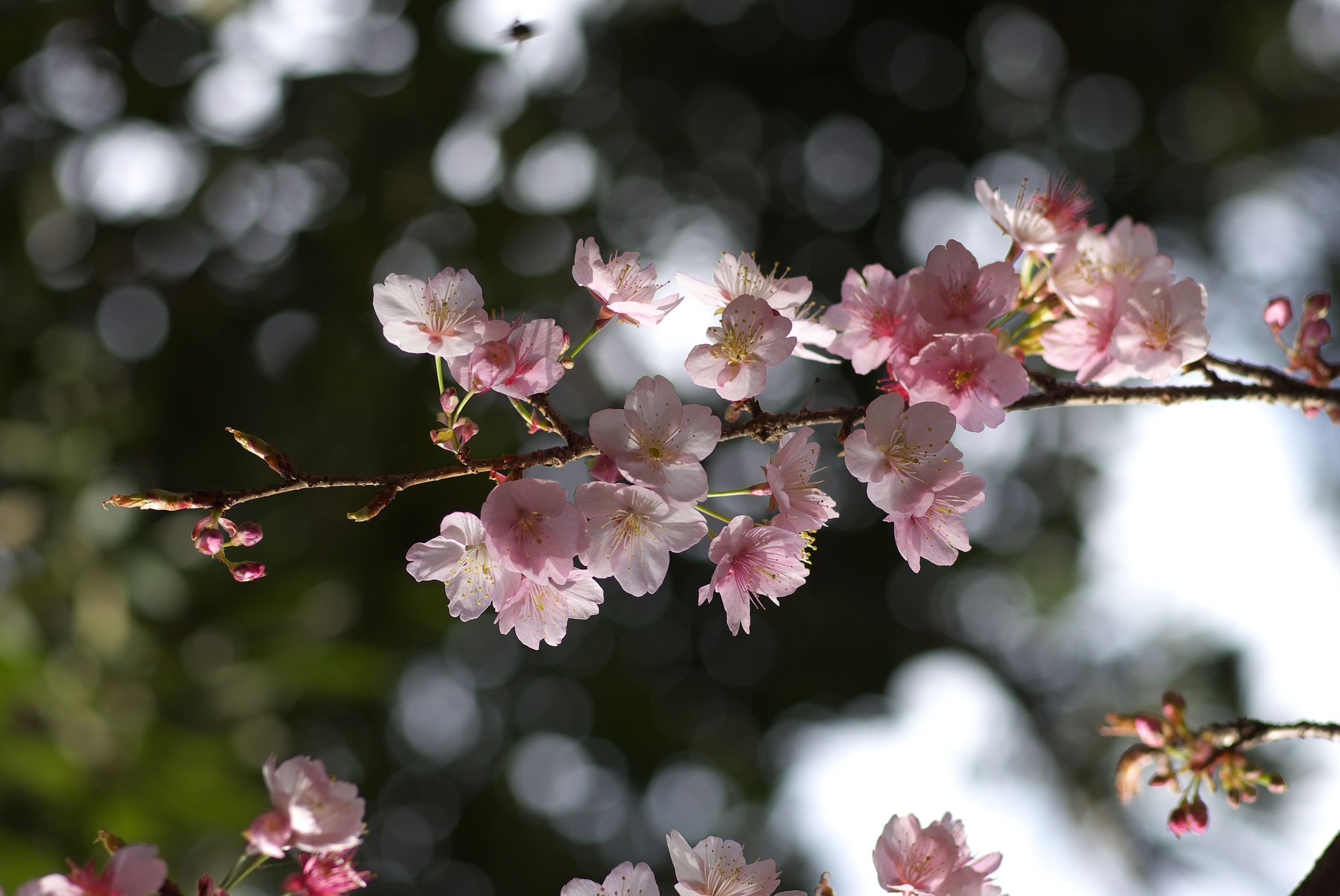 寒桜も満開