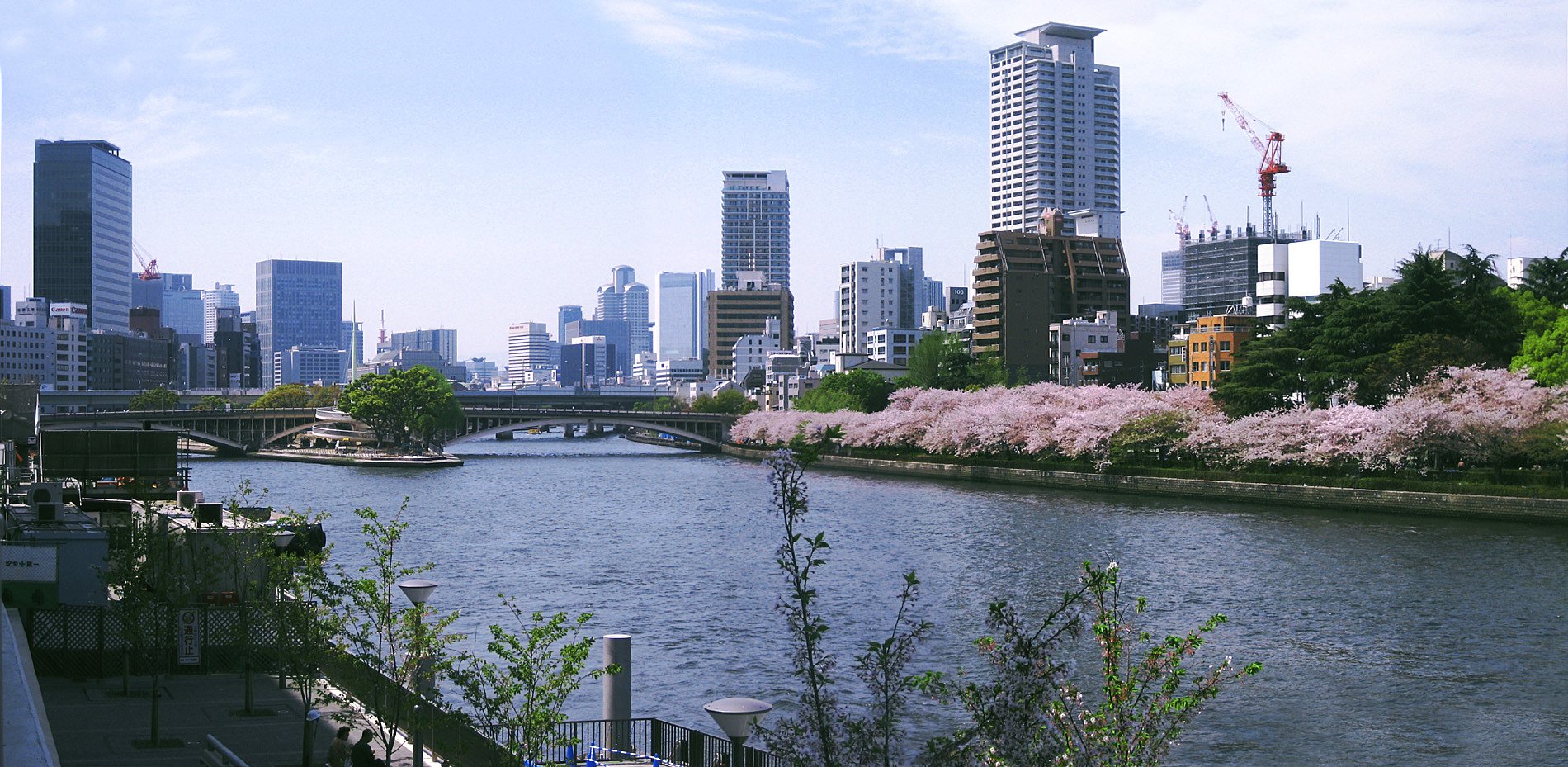 中之島は天神橋の桜景色
