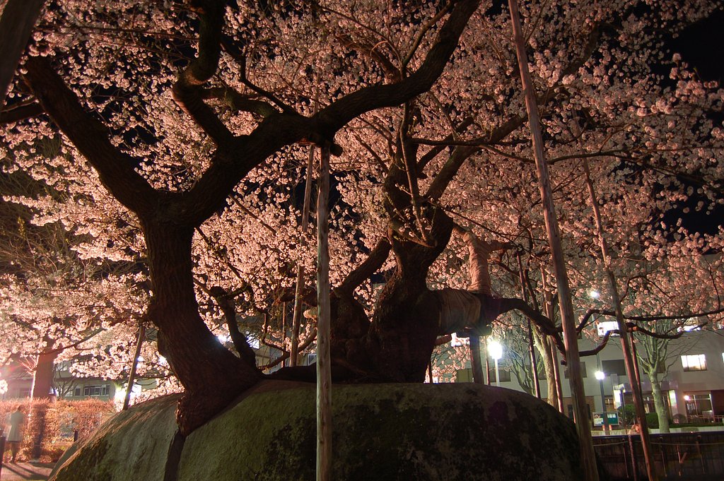 石割桜ライトアップ