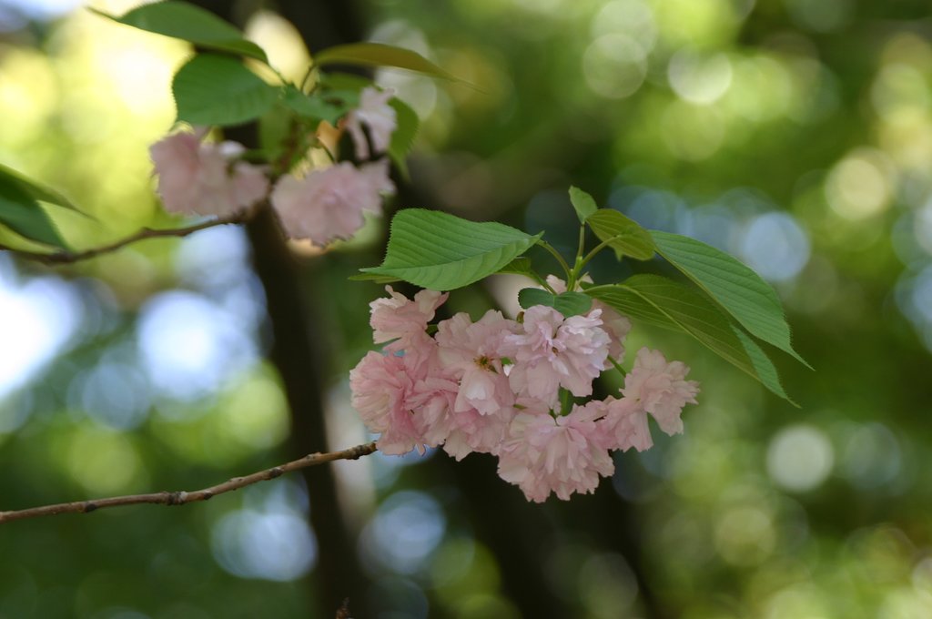 今年の桜収め