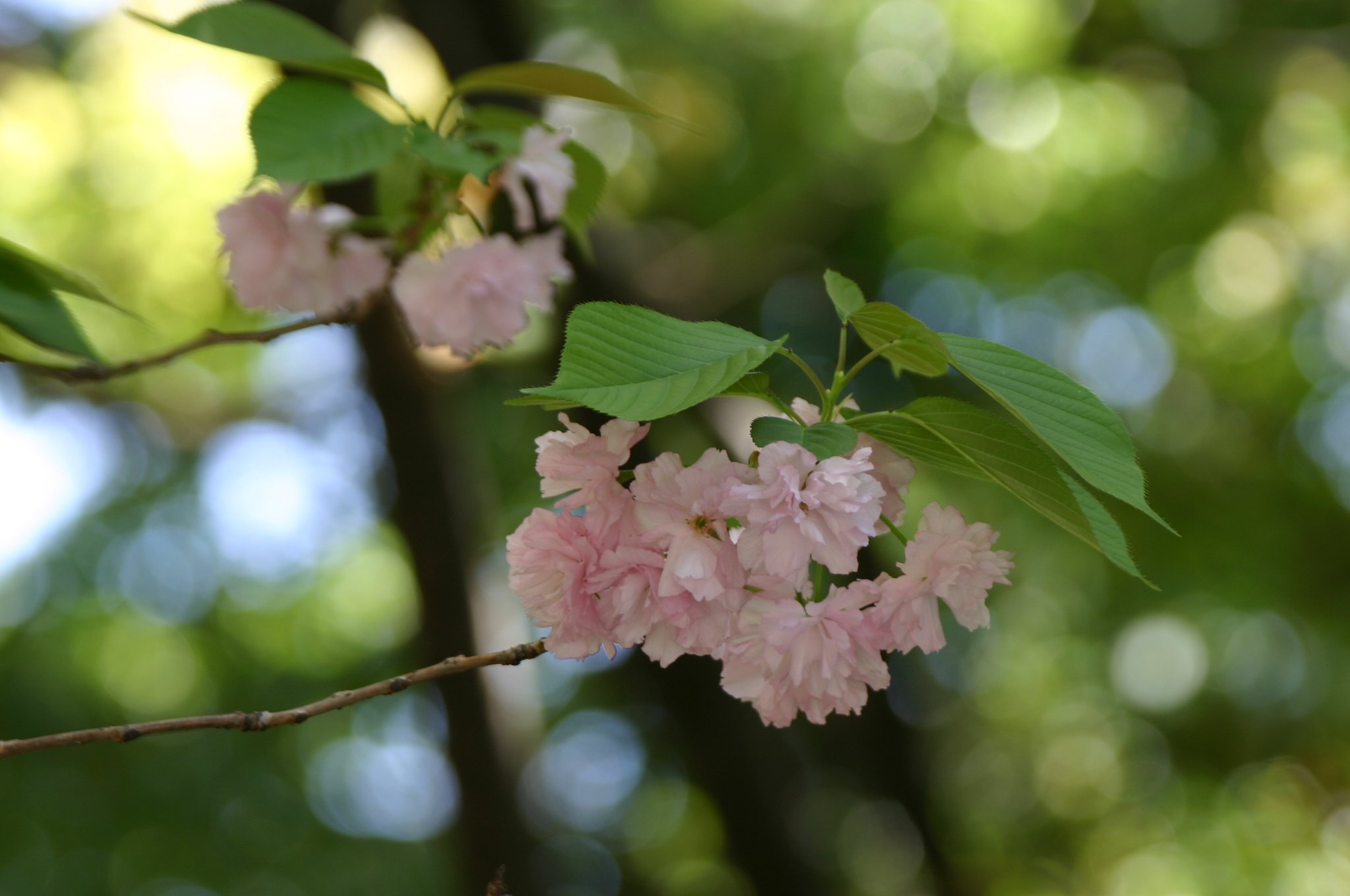 今年の桜収め