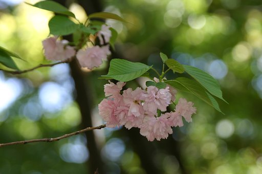 今年の桜収め