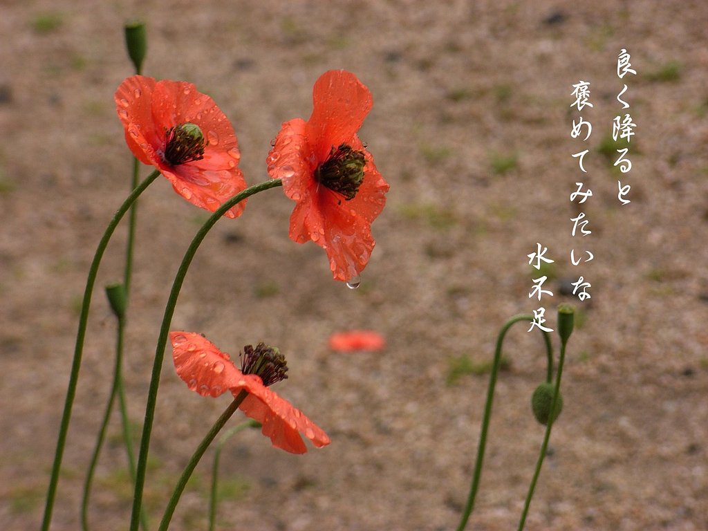 【写川柳】水不足