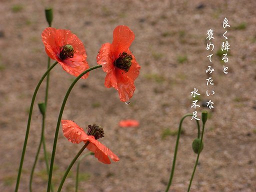 【写川柳】水不足