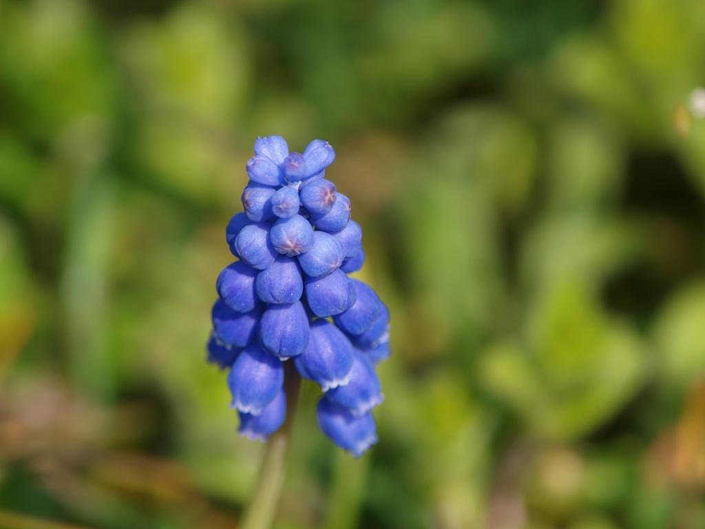 ムスカリ