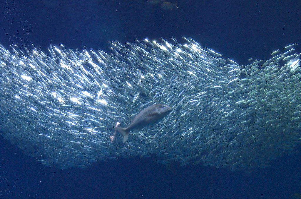 大洗水族館にて
