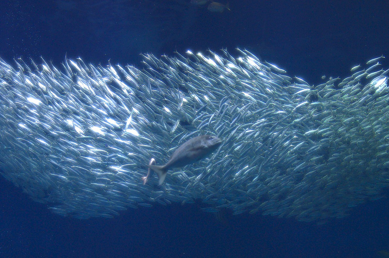 大洗水族館にて
