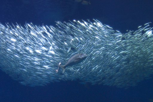 大洗水族館にて