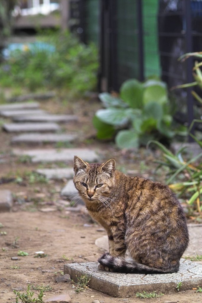 猫です