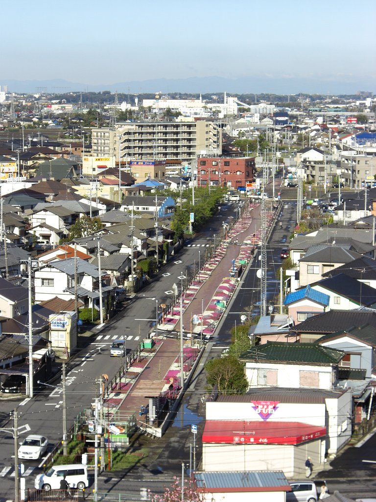芝桜の遊歩道