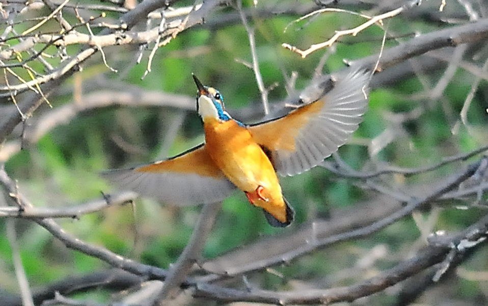 カワセミ