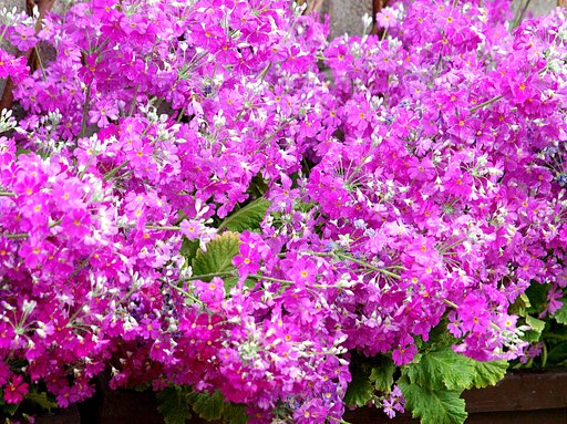 【ザ・ワールド】花の世界2桃色