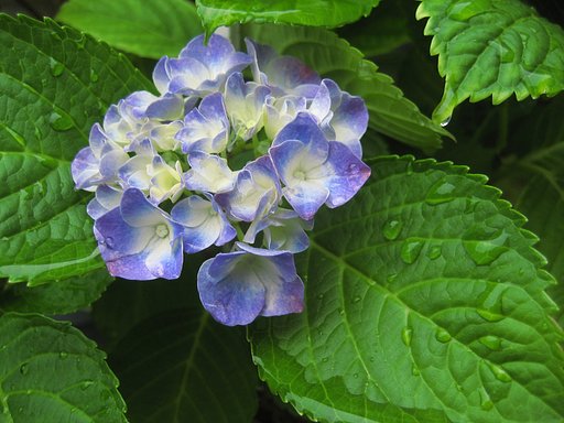 額紫陽花じゃなく‥