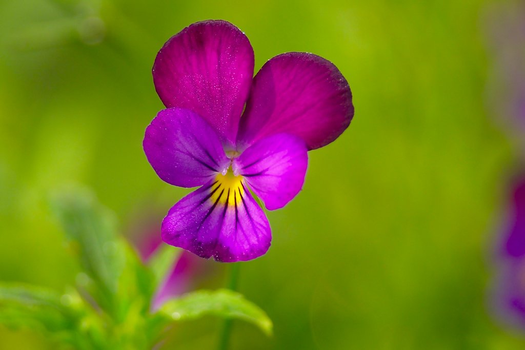 紫陽花の向かいにひっそりと