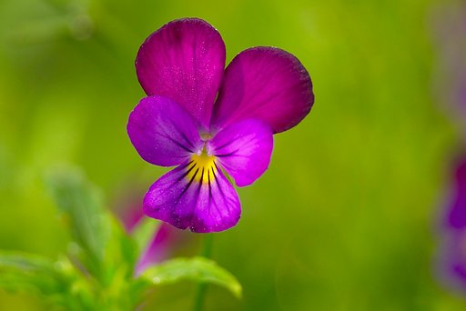紫陽花の向かいにひっそりと