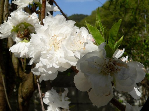 山寺でⅡ