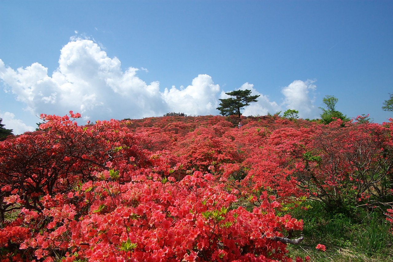 つつじの山