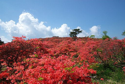 つつじの山