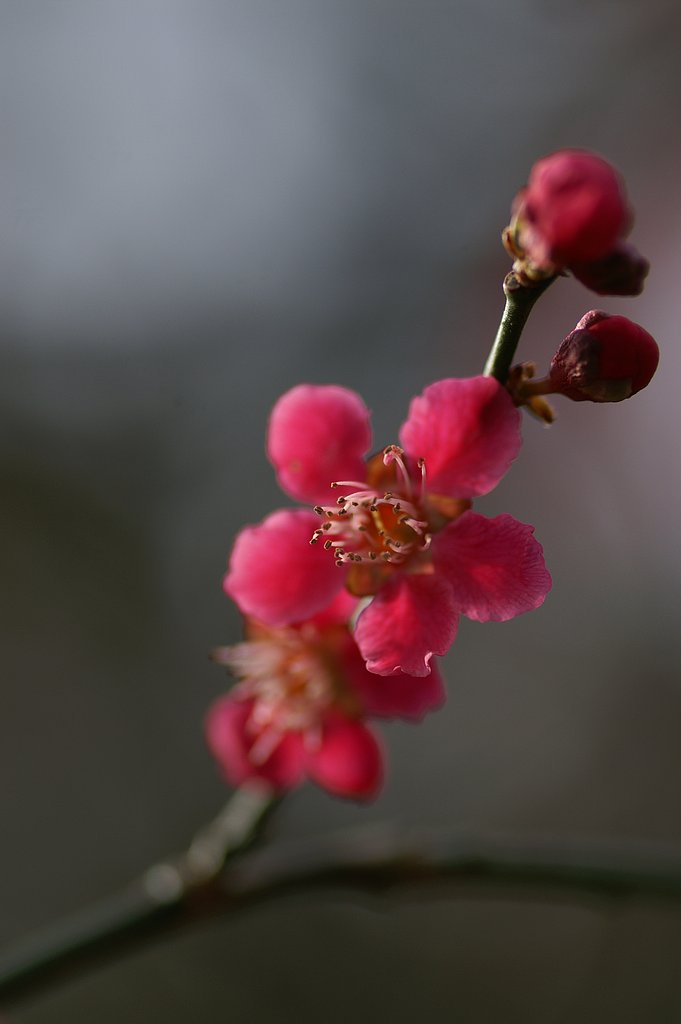 Vivitar Series 1 90mm 1:2.5 Macro