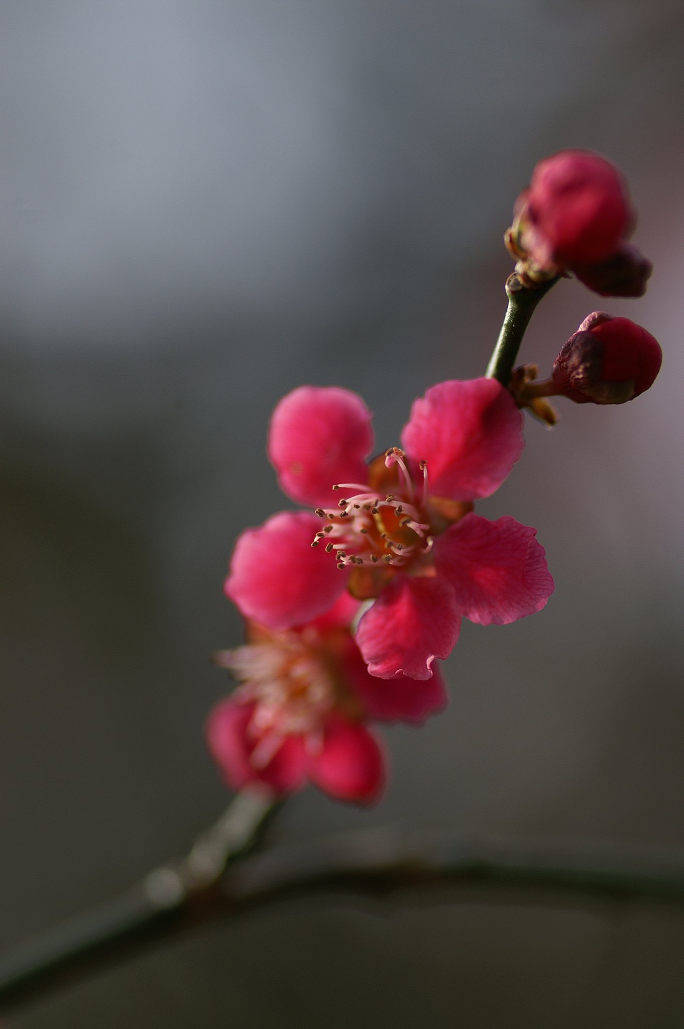 Vivitar Series 1 90mm 1:2.5 Macro