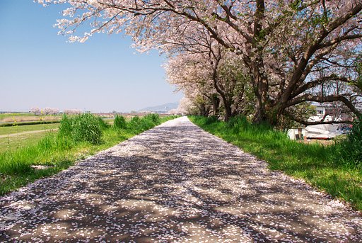 花道・・・