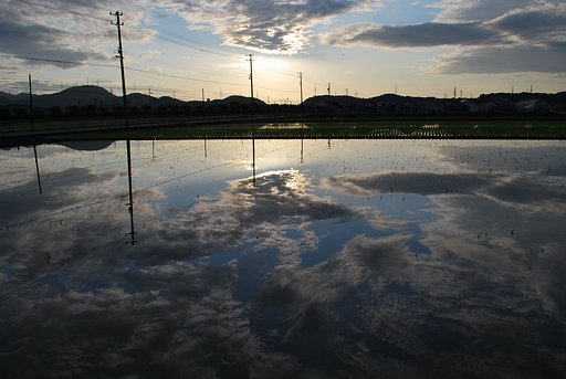 田植え直前