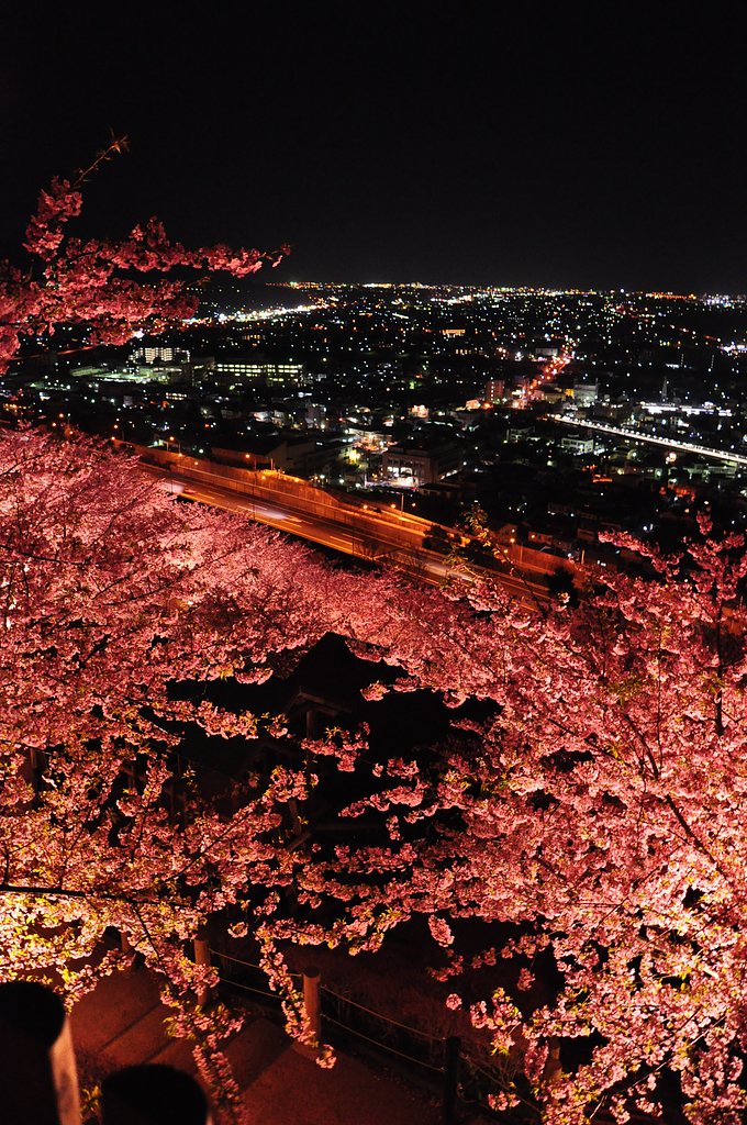夜景と桜