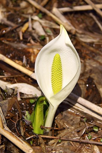 水芭蕉