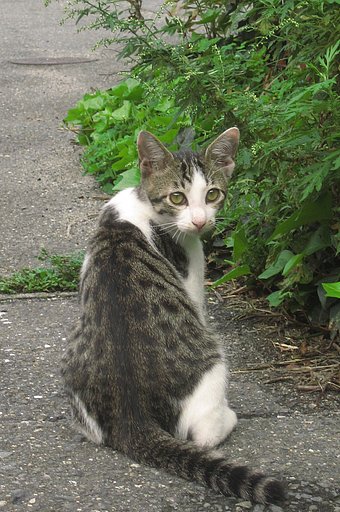 見返り子猫