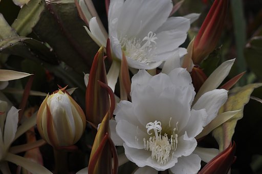 孔雀サボテンの開花