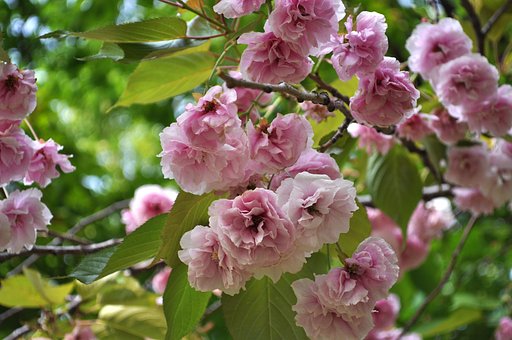 八重桜