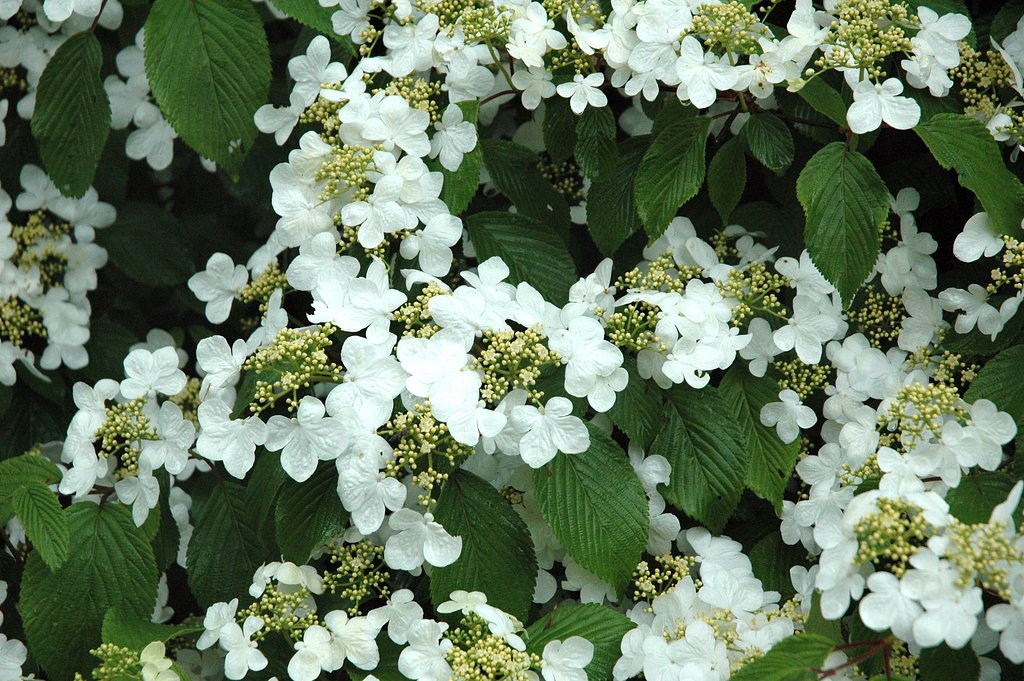 額紫陽花
