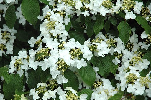 額紫陽花