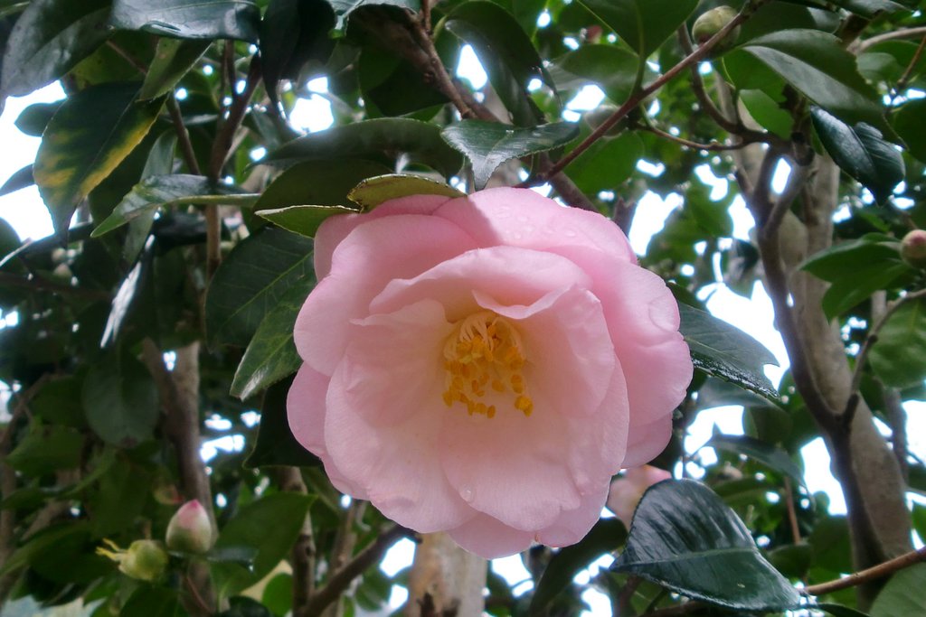 八重椿の桜貝？が咲きました！