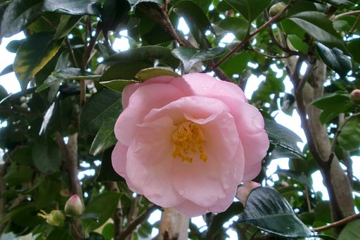 八重椿の桜貝？が咲きました！